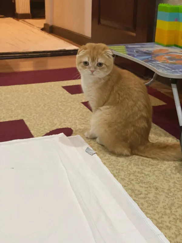 Котёнок 3 Котёнок 3