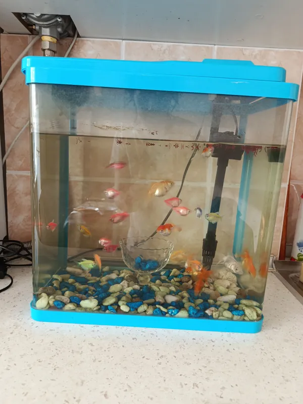 akvarium baliqlari bilan sotiladi 1