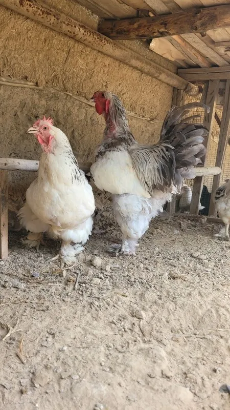 Brama Tuxumlar damashniy inkubatorga ochirshga ham