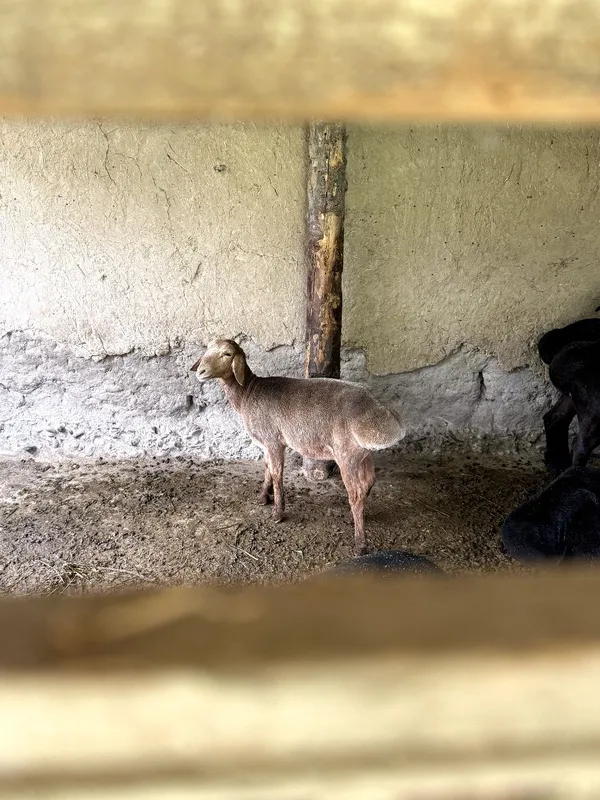 Кочкор экизак тугадиганни боласи Тоза сорт