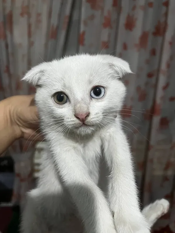 мушукчалар скоттиш фолд 2
