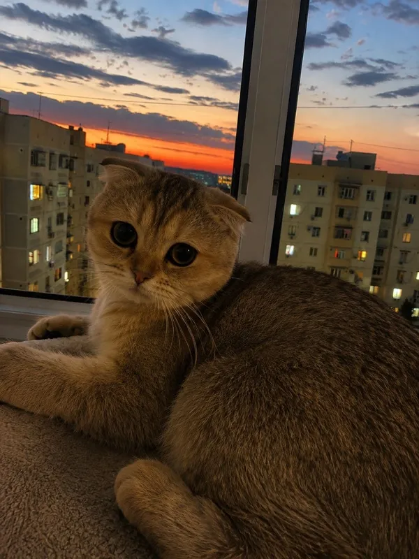 Продаётся котенок Золотая Шиншилла Девочка!!! 5
