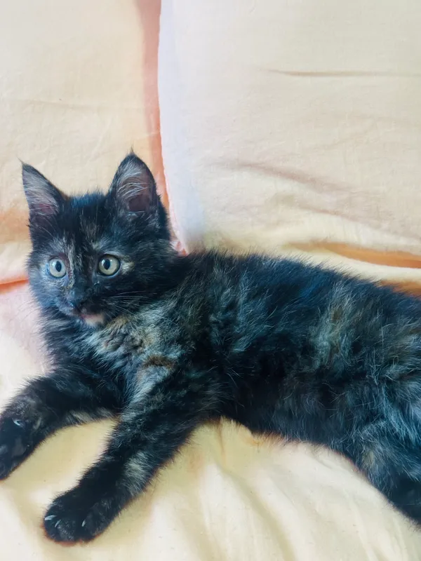 Котенок (девочка)