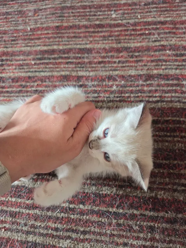 отдам котят в хорошие руки 6