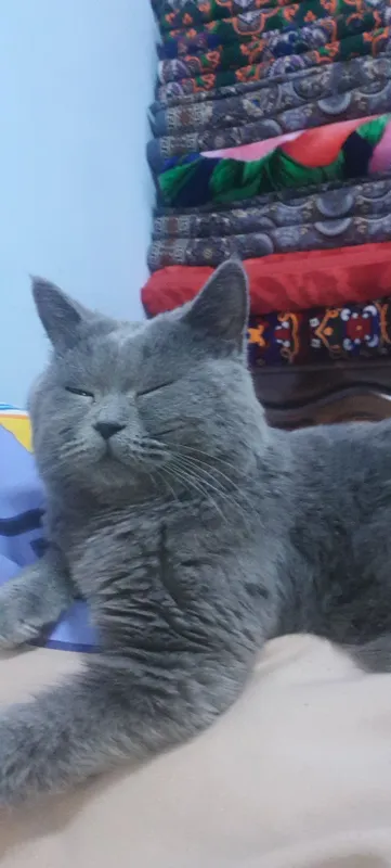 Кот 3 Кот 3