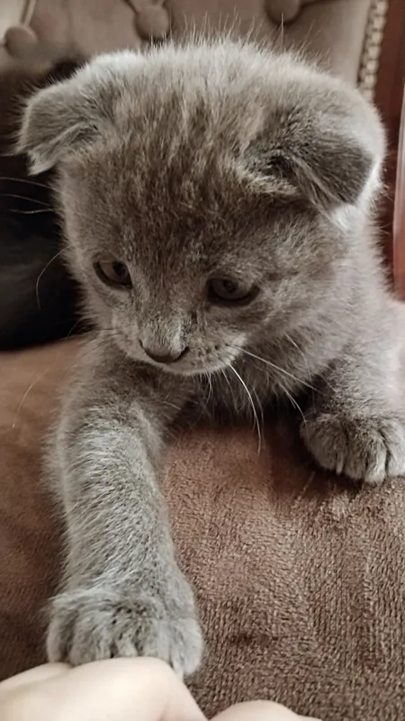 Mushukchalar Scottish fold va Turk Angora — фото 4