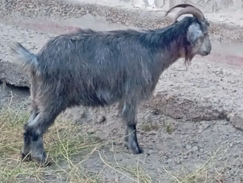 Bo'g'oz echki sotiladi 1 Bo'g'oz echki sotiladi 1