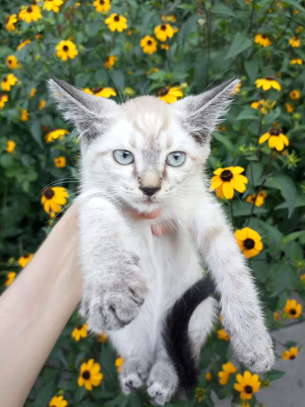 Пристраиваются котята 4