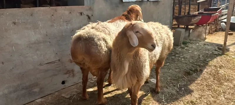 Qochqorla sotiladi