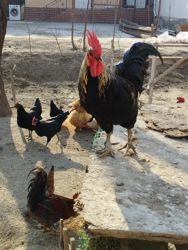 ХУРОЗЛАР СОТИЛАДИ — фото 2