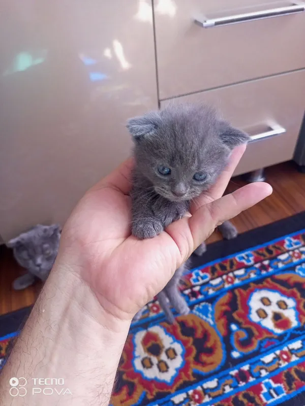 Продаются кошка и котята 4 Продаются кошка и котята 4
