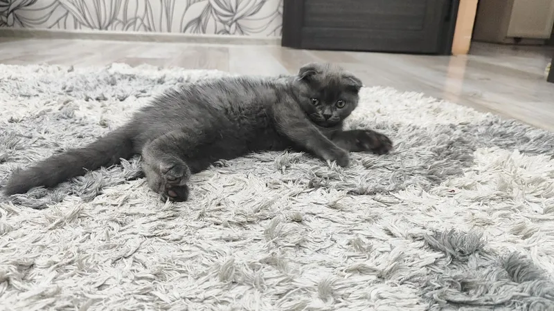 Scottish Fold сотилади 2