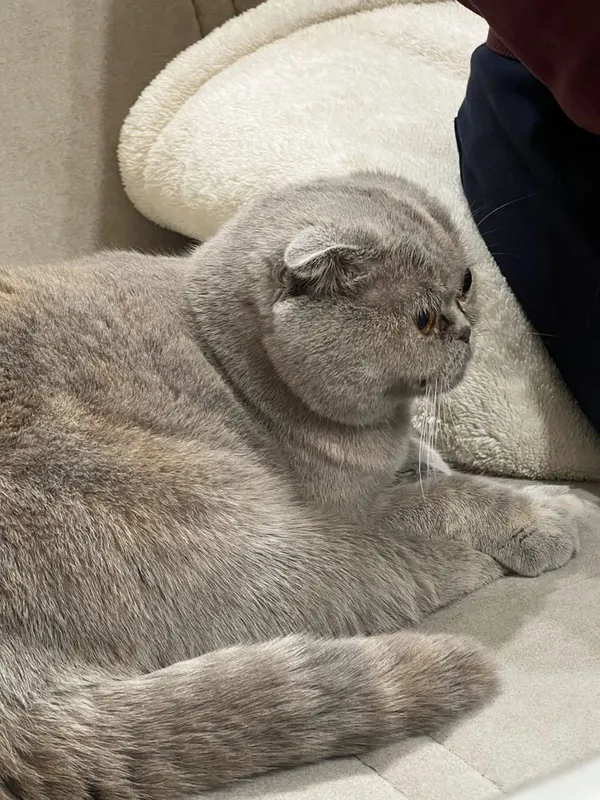 Продается кошка, 1,5 год, вязка: с британским скоттик х фолд — фото 2