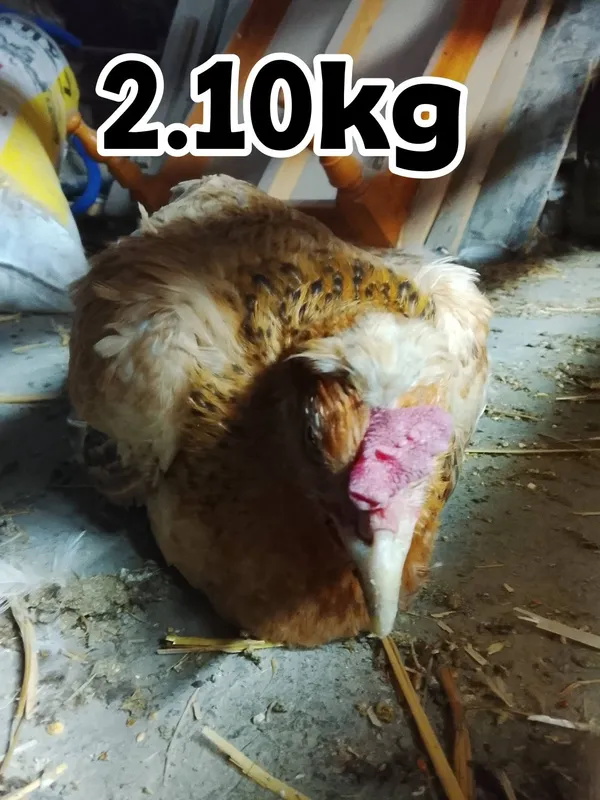 1ta xoroz va 9ta tovuq sotiladi 5 1ta xoroz va 9ta tovuq sotiladi 5