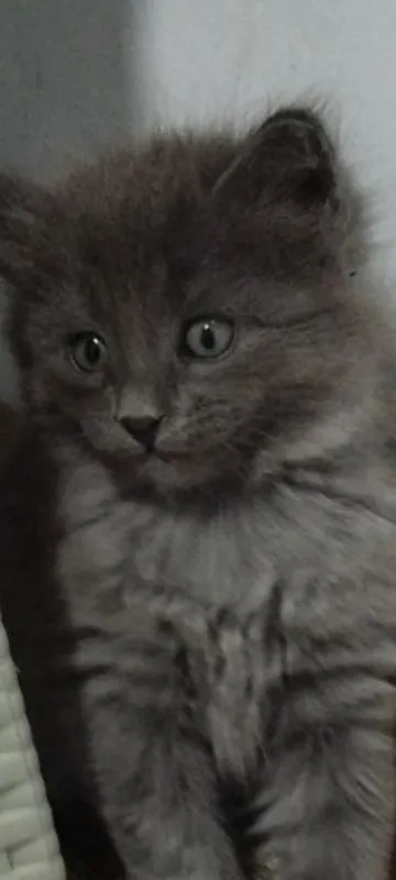 Котята пристраиваются