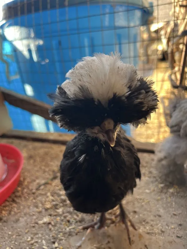 1 yarim oylik jòjalar oq qora tojli toza nasl 1 1 yarim oylik jòjalar oq qora tojli toza nasl 1