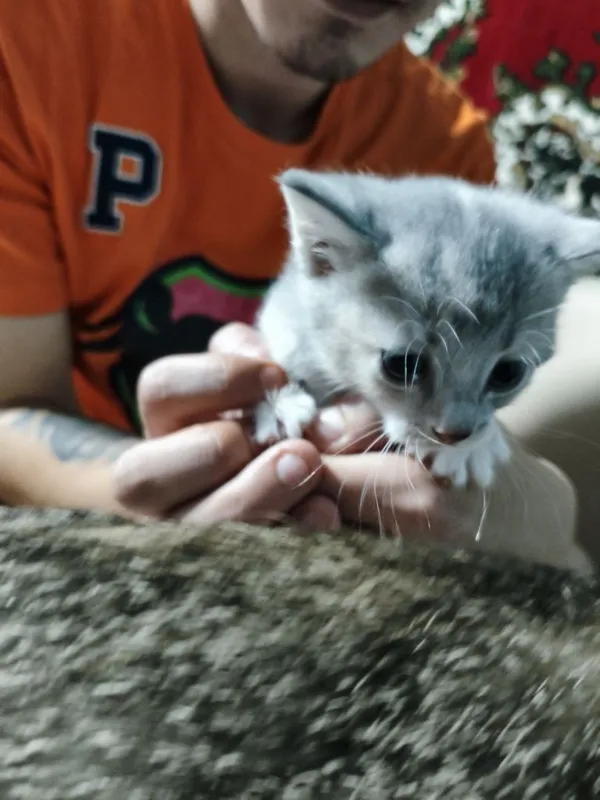 Продаются шотландский скотишь страйт 3