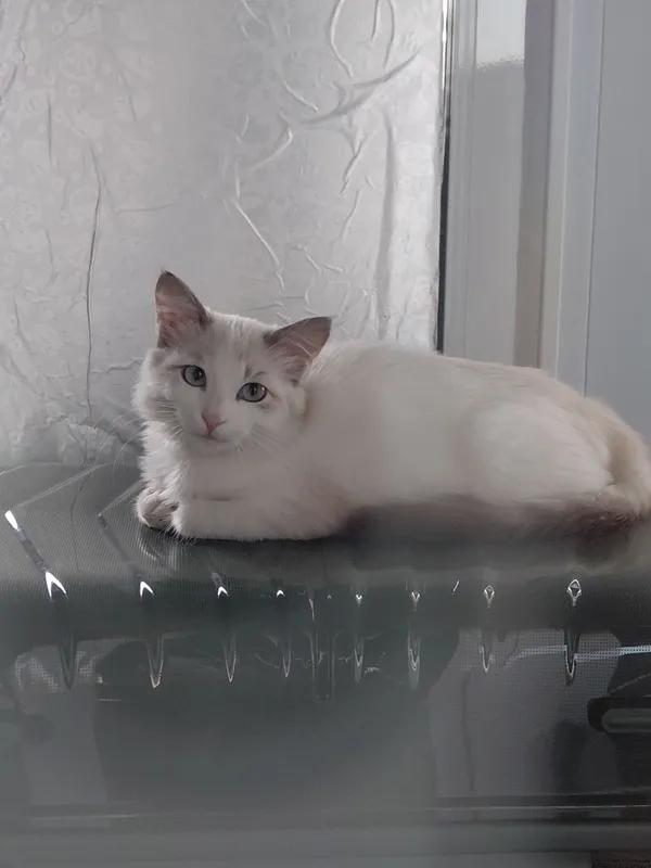 Рэкдолл ,кошечка 2 месяца Рэкдолл ,кошечка 2 месяца