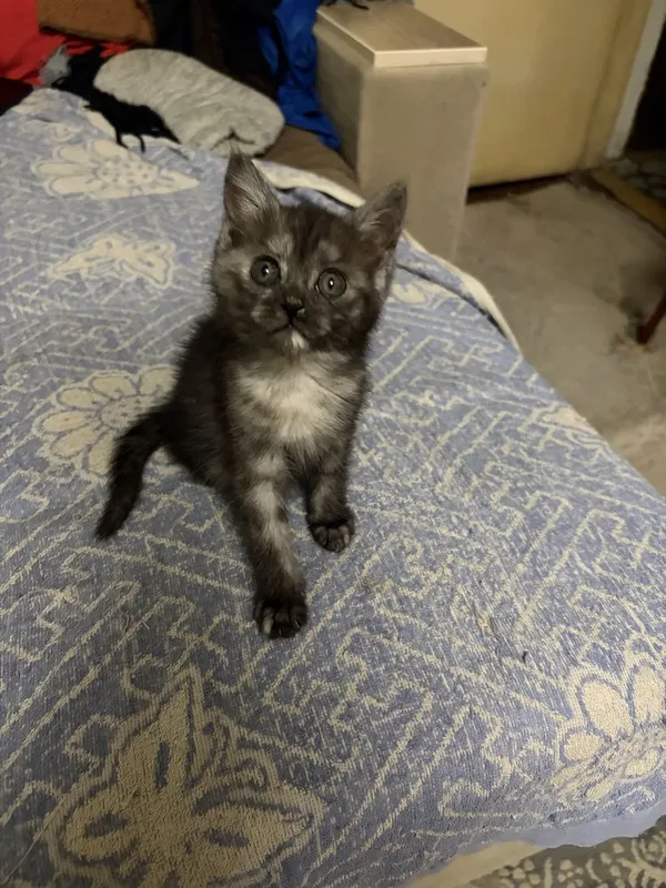 Котята в добрые руки — фото 1