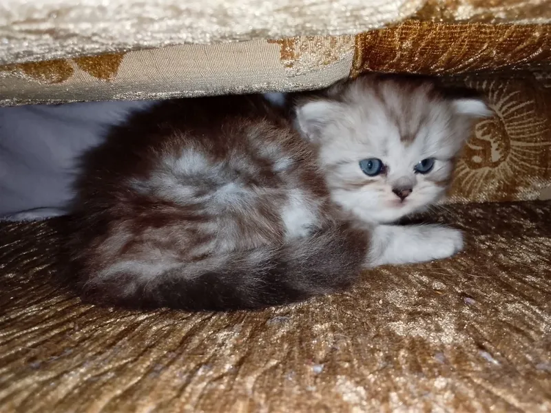 котята продаются 5