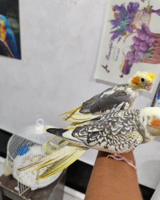 Karella qushi sotiladi 4 Karella qushi sotiladi 4