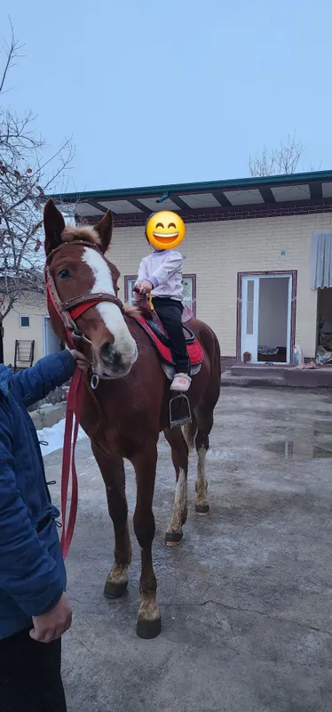 Toy qozoq qirgiz 1 Toy qozoq qirgiz 1