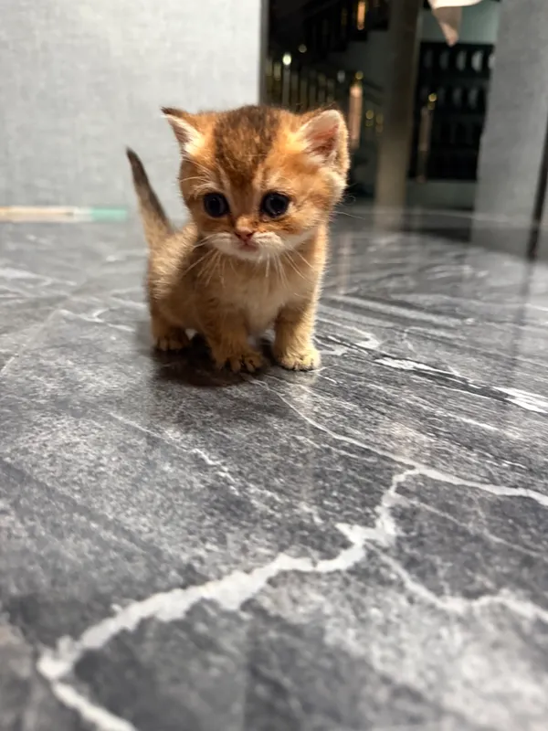 Котята золатая шиншила 1 Котята золатая шиншила 1