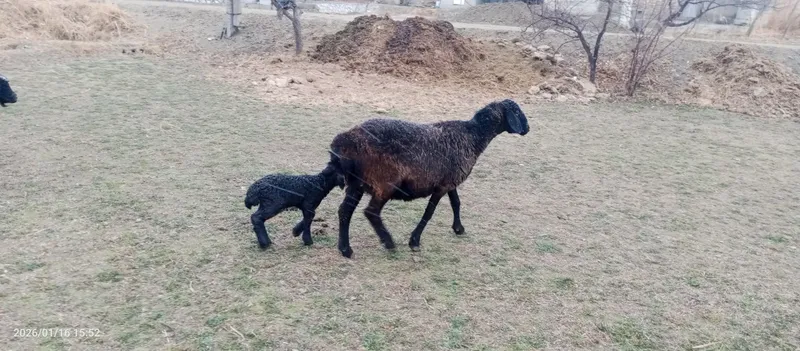 Ona bola qõy 3 qorin tuğishi barasi erkak