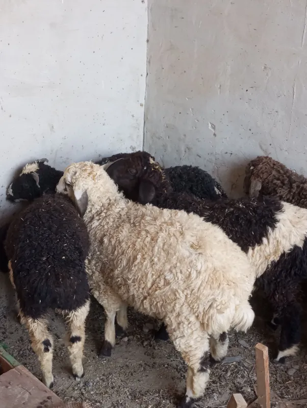 Продаются баранчики-кучкоры 1 Продаются баранчики-кучкоры 1