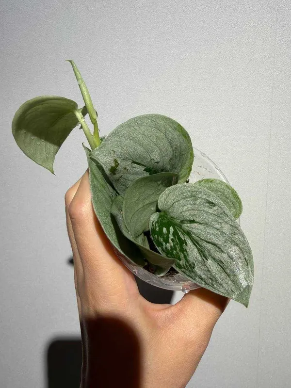 Scindapsus Silver Ann 4