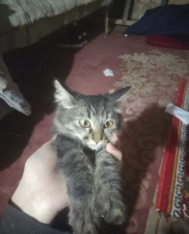 Продаётся сибирская кошка 2