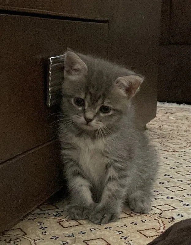 Zotli mushukchalar 2