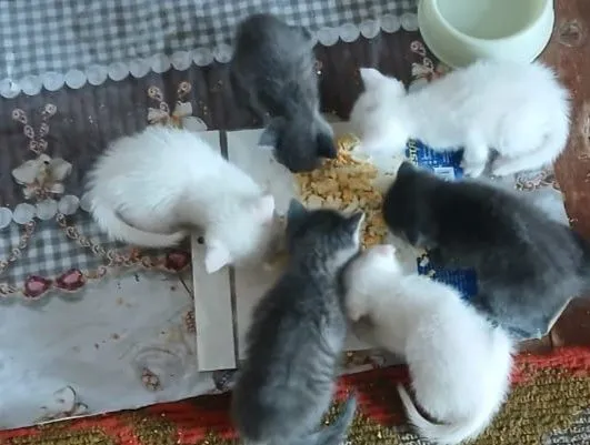 Скотш страйт хамда скотш фолд мушукчалар бор 2 ойлик — фото 5