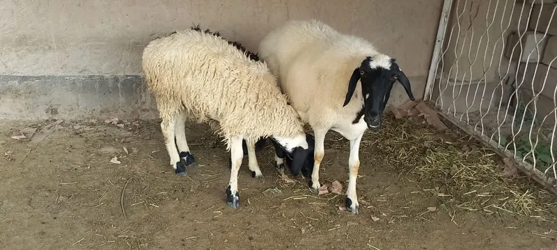 Эгизчи кора кулок бугоз куй — фото 2