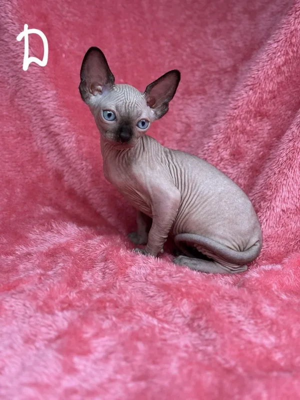 Котята канадского сфинкса — фото 1
