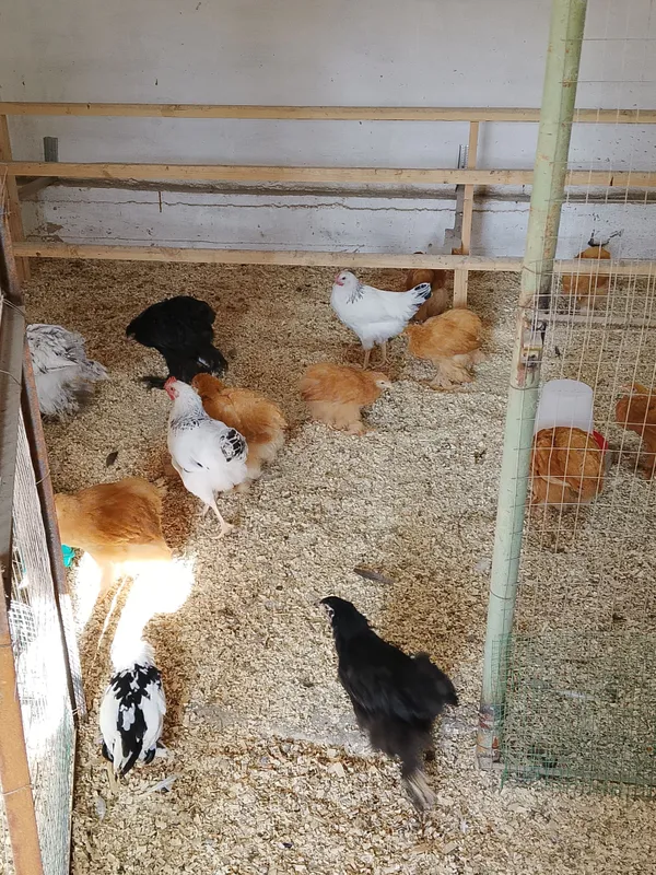 Продаются цыплята и яйца кур породы брама 4