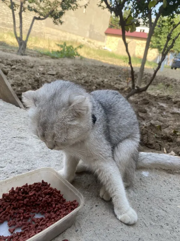 Скотш тозаси сотилади — фото 3
