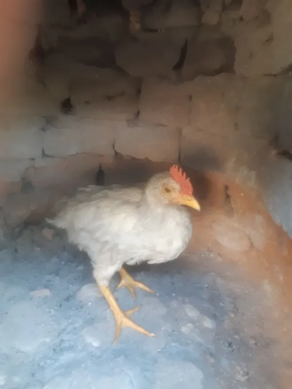 Uyda boqilgan juja 4 Uyda boqilgan juja 4