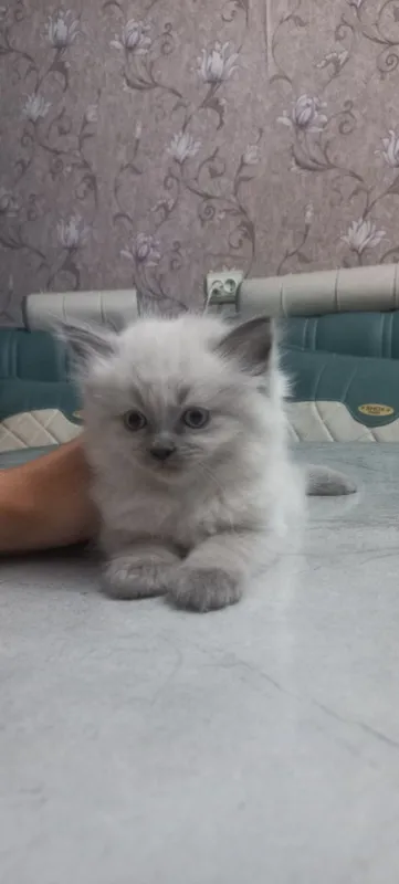 Продаются котята — фото 2