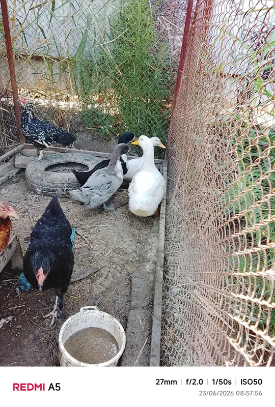 Galuboy favarit oʻrdaklari sotiladi 2.5 oylik — фото 3