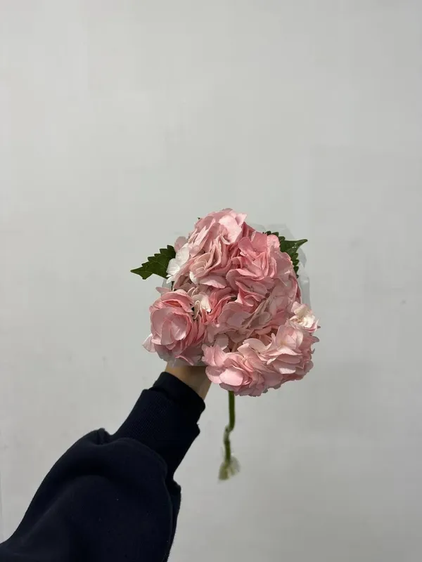 Гортензия Голландия 7