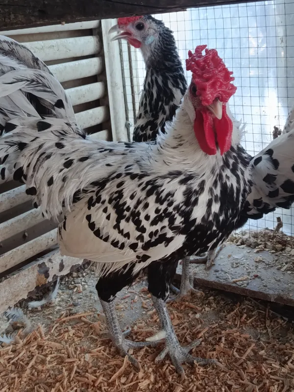 продаются куры гамбургской породы 4