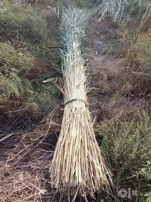Qamish bogʻ oʻrib beramiz Lombazga Qamish bogʻ oʻrib beramiz Lombazga