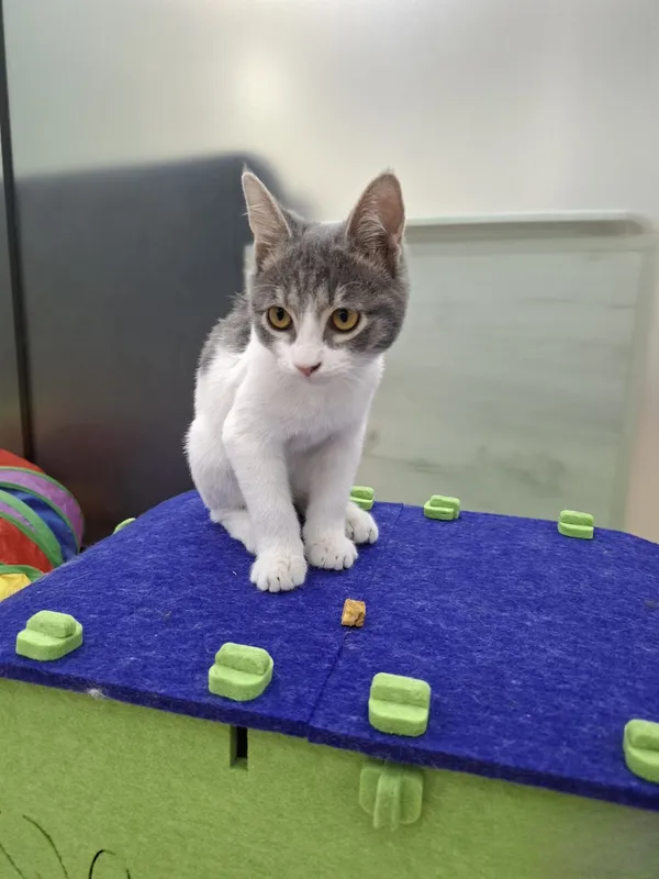 Котенок мальчик 2 месяца 1 Котенок мальчик 2 месяца 1