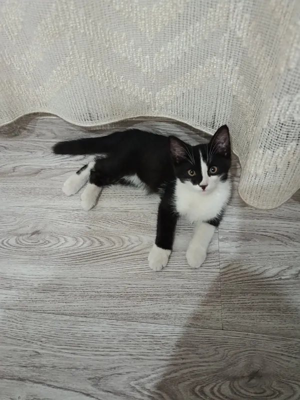 котёнок в добрые руки Ташкент
