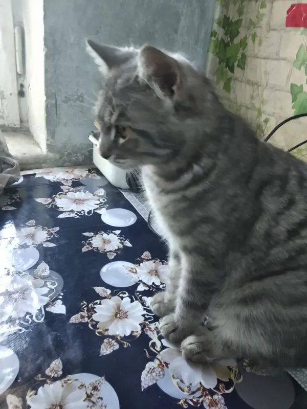шотландские котята от охотничьей кошки — фото 5