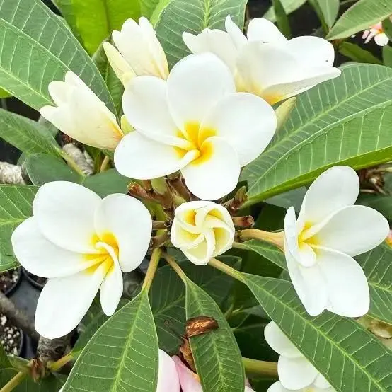 Плюмерия Тайская, Plyumeriya Tayland 1 Плюмерия Тайская, Plyumeriya Tayland 1