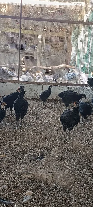 "Qora shaxzoda" joʻjalari,arzon narxda 2-3 oylik 5 "Qora shaxzoda" joʻjalari,arzon narxda 2-3 oylik 5
