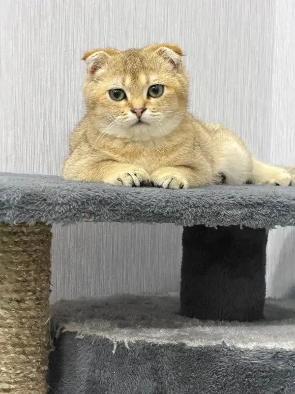 продаётся Породистая кошка Золотая шиншилла