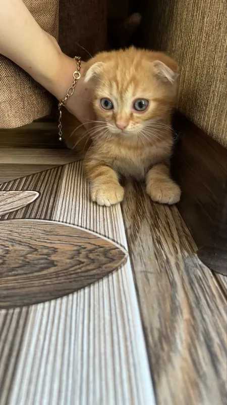 Котята скотиш фолд — фото 3